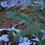 Pinus strobus Feuille