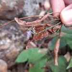 Elytraria imbricata Flower