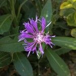 Cyanus lugdunensis Flor