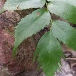 Cyrtomium falcatum 葉