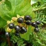 Hypericum kouytchense Mbuma