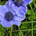 Anemone coronaria Cvet