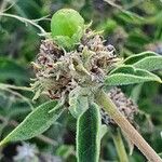 Volkameria eriophylla Fruit