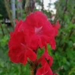 Stachytarpheta mutabilis Flower