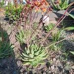 Echeveria elegans Leaf