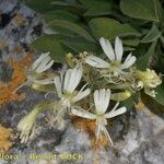 Silene andryalifolia फूल