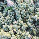 Gibbaeum petrense Hostoa