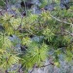 Pseudotsuga macrocarpa Yaprak