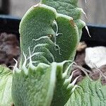 Faucaria tigrina ഇല