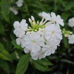 Phlox paniculata Blüte