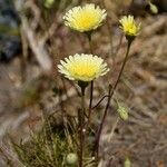 Malacothrix glabrata Flower