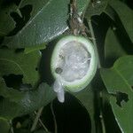 Passiflora laurifolia Fruit