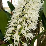 Dendrobium speciosum Flor