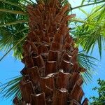 Washingtonia filifera 樹皮