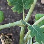 Macleaya cordata Bark