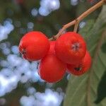 Sorbus intermedia ফল