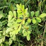 Indigofera hirsuta Fuelha