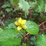 Viola sempervirens Fleur