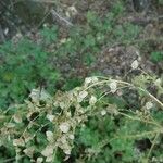 Atriplex sagittata Frukt