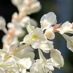 Fallopia baldschuanica Flor