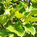Nauclea latifolia Folio