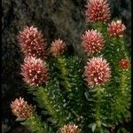 Rhodiola rhodantha Хабит