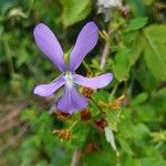 Viola cornuta Flower