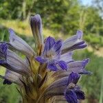 Orobanche purpurea Virág