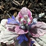 Ajuga pyramidalis Fleur