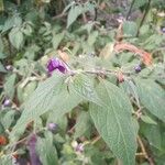 Capsicum pubescens Flower