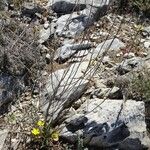 Lactuca viminea Celota