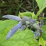 Clematis heracleifolia Kvet
