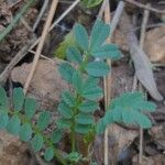 Hippocrepis biflora Leaf