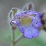 Chaenorhinum origanifolium Blomst
