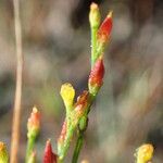 Hypericum gentianoides Fleur