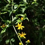 Calea pinnatifida Λουλούδι