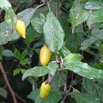 Solanum phoxocarpum Hàbitat