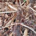 Scrophularia scorodonia Bark