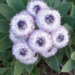 Globularia sarcophylla Kwiat