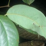 Hymenaea courbaril Leaf