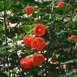 Abutilon pictum Цветок