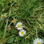 Bellis perennisКветка