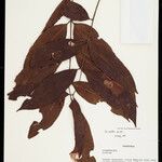 Dacryodes negrensis Φύλλο