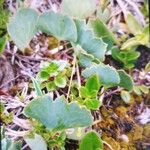 Ranunculus hybridus 葉