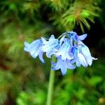 Brimeura amethystina Fula