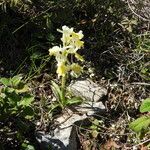 Orchis pauciflora Květ