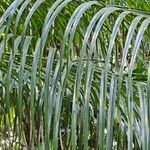 Phoenix roebelenii Leaf