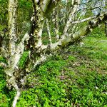 Betula ermanii Corteccia