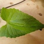 Cineraria deltoidea Leaf