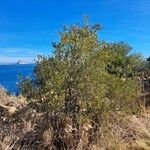 Osyris lanceolata Habit